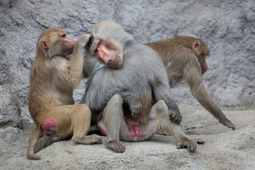 Naklejka premium Hamadryas baboon (Papio hamadryas).
