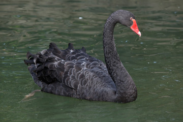 Black swan (Cygnus atratus).