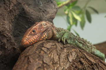 Naklejka premium Northern caiman lizard (Dracaena guianensis)