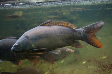 Mirror carp (Cyprinus carpio carpio)