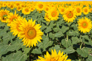 Sunflowers grow in the field, the general plan