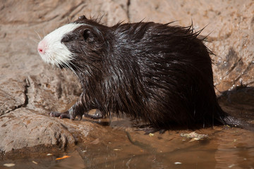 Coypu (Myocastor coypus)