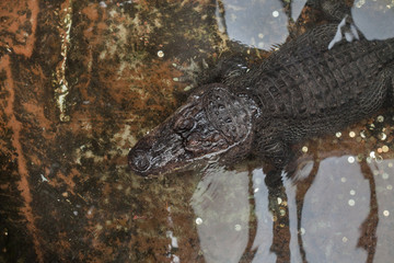 Nile crocodile (Crocodylus niloticus).