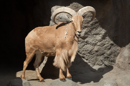 Barbary sheep (Ammotragus lervia).