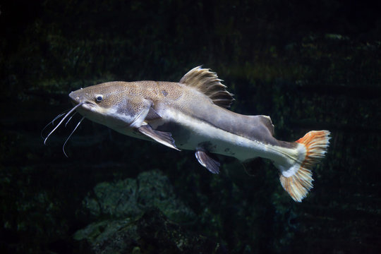 Redtail catfish (Phractocephalus hemioliopterus).