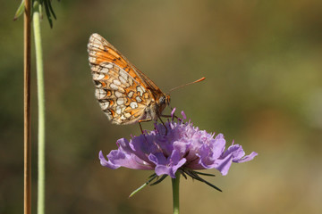 Papillon orange et blanc butinant sur une fleur sauvage des champs violette au printemps.