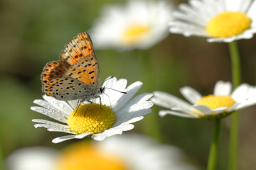 Papillon orange et noir butinant sur une marguerite dans un champ en friche en été.