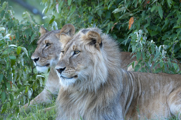 Lioness, sitting up looking left, watching for prey. Masai Mara, Kenya