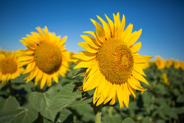 Sunflowers against the blue sky, close-up