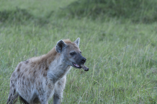 Hyene with bone in mouth, looking righr, Masai Mara, Kenya, Africa