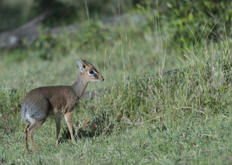 Common duker, or Rotducker (Cephalophus natalensis), standing still in green grass, looking right. Masai Mara, Kenya