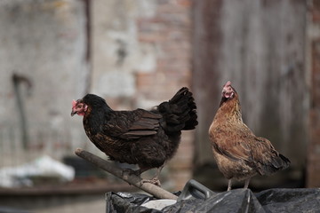 Poules