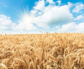Fototapeta na wymiar Ripe wheat field and blue sky with clouds
