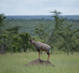 Tsessebe, (Damaliscus lunatus lunatus), antelope, looking down,standing on small mound,  in green grass, Masai Mara, Kenya, Africa
