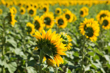 Sunflowers grow in the field, close-up