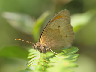 Papillon brun au repos sur une feuille de fougère en forêt.	