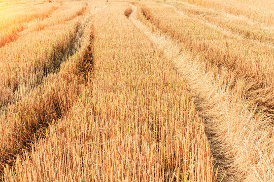 Wheat Stubble In Wheat Field