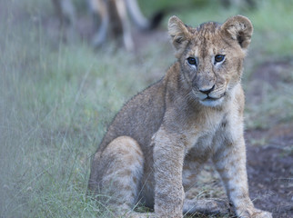 Lion cub sitting alone looking left, with bigh bright eyes and good marking. Masai Mara, Kenya, Africa