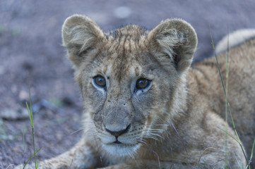Lion cub, sitting alone, with big bright eyes, staring at camera, Masai Mara, Kenya Africa