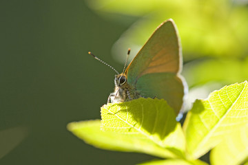 Papillon vert au repos le matin sur une feuille d'arbre en forêt.	
