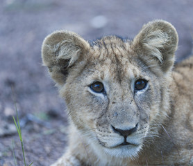 Lion cub sitting alone, looking right and showing big bright eyes, Masai Mara, Kenya, Africa