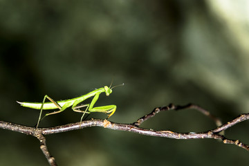 A mantis of a twig
