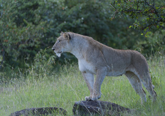 Lioness standing alert ready to kill, with one foot raised in readiness, Masa Mara, Kenya