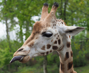 Girafe