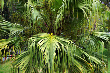 Naklejka premium Big green leaves of fan palm Livistona.