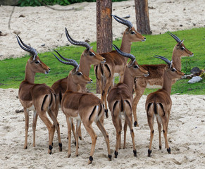 Impala