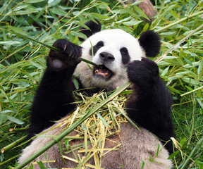 Panda © geoffrey