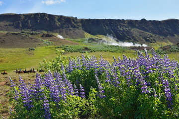 Famous Icelandic violet blooming flowers (Lupins) in scenic view with mountains, steaming hot creeks and horses typical for Iceland 