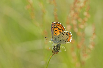 Petit papillon orange posé sur une fleur sauvage des prés au printemps.	