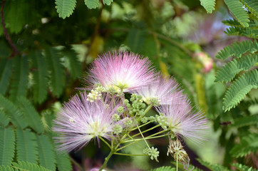 Mimosa Albizia julibrissin foliage and flowers in the park