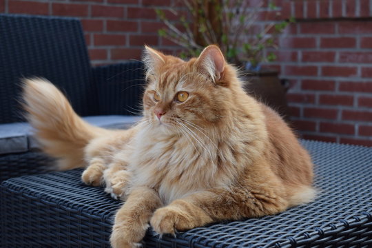 chat British Longhair