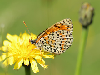 Fototapeta na wymiar Papillon orange et blanc butinant une fleur sauvage jaune des champs en été. 