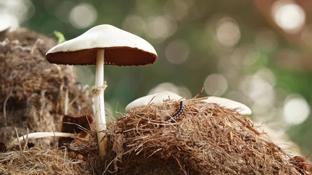 Millipede and Mushrooms on Elephant Dung. UltraHD 4k video