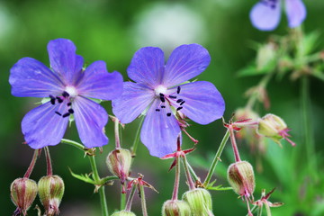 Blue Geranium pratense flower. Geranium pratense known as the meadow crane's-bill or meadow geranium