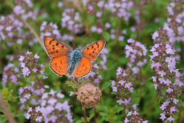 Papillon orange et noir, vue du dessus, posé sur un massif de fleurs mauve de bruyère.	
