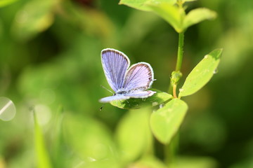 The butterfly after rain