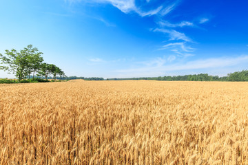 Ripe wheat field and blue sky with clouds