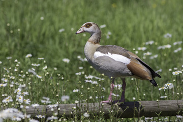 Idyllic rural countryside summer nature scene. Egyptian goose (Alopochen aegyptiaca) bird.