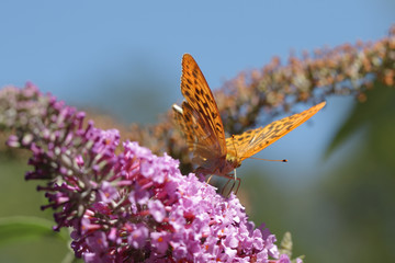 Papillon orange butinant avec sa trompe une fleur rose de l'arbre à papillons au printemps.	