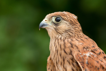 Young kestrel with a beautiful plumage