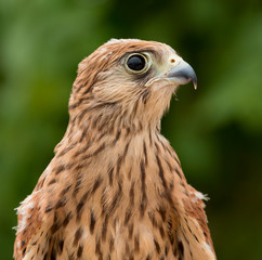 Young kestrel with a beautiful plumage