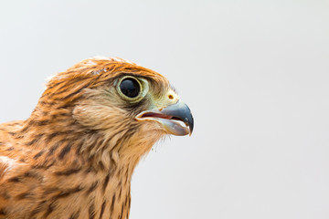 Young kestrel with a beautiful plumage