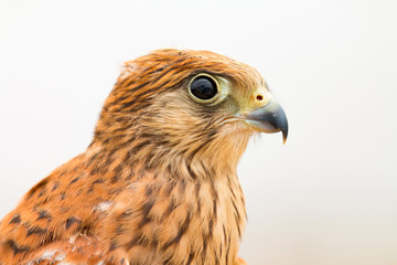 Young kestrel with a beautiful plumage