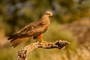 Adult of kite on a natural innkeeper