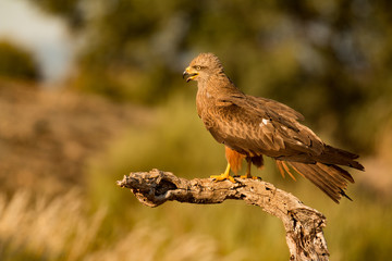 Adult of kite on a natural innkeeper