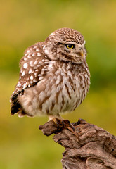 Cute owl, small bird with their swollen feathers